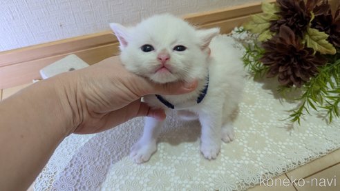 成約済の広島県のその他の猫種-97411の157枚目