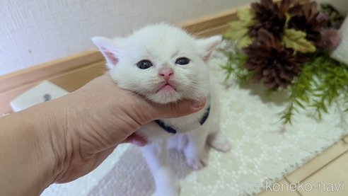 成約済の広島県のその他の猫種-97411の156枚目