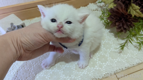 成約済の広島県のその他の猫種-97411の155枚目