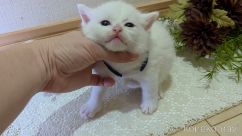 成約済の広島県のその他の猫種-97411の154枚目