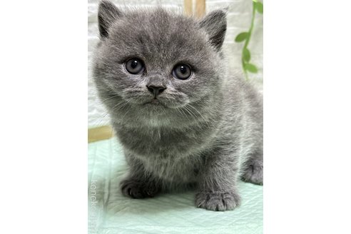 成約済の栃木県のブリティッシュショートヘア-97806の2枚目