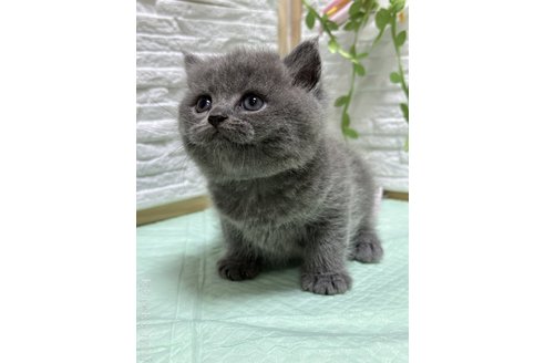 成約済の栃木県のブリティッシュショートヘア-97806