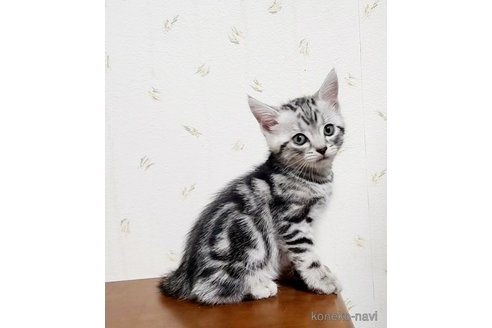 成約済の岐阜県のアメリカンショートヘア-96509の4枚目
