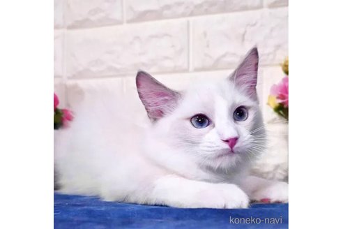 成約済の東京都のラグドール-98606の3枚目