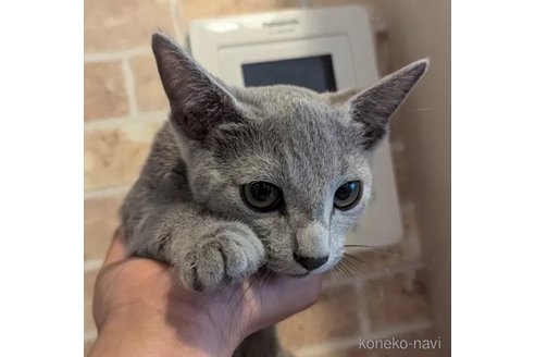 成約済の神奈川県のロシアンブルー-98615の4枚目