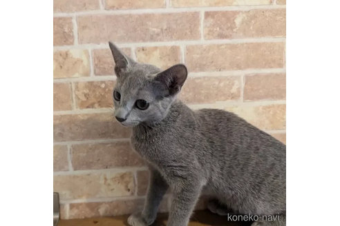 成約済の神奈川県のロシアンブルー-98615の3枚目