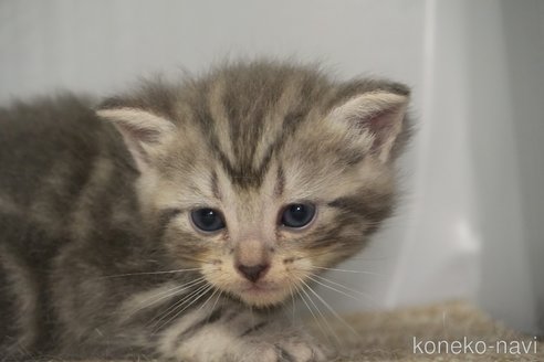 成約済の埼玉県のアメリカンショートヘア-98034の13枚目