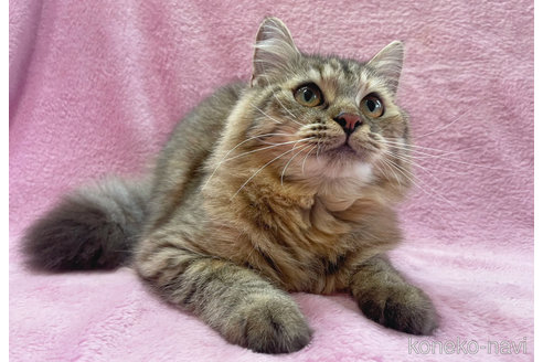 成約済の神奈川県のサイベリアン-74163の2枚目