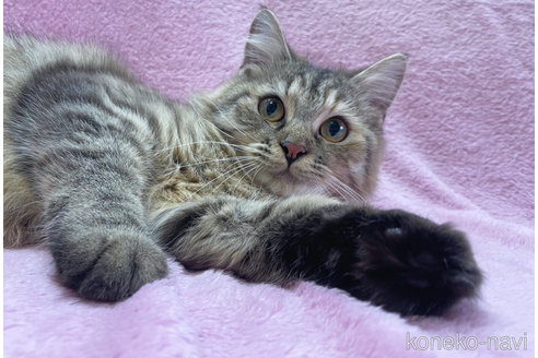 成約済の神奈川県のサイベリアン-74163の3枚目