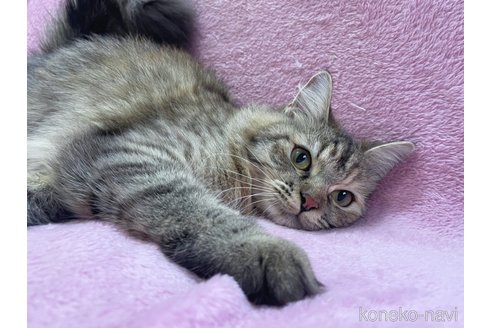 成約済の神奈川県のサイベリアン-74163の4枚目