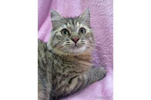 成約済の神奈川県のサイベリアン-74163の5枚目