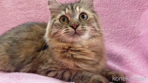 成約済の神奈川県のサイベリアン-74163の1枚目