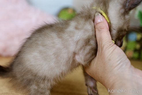成約済の北海道のベンガル-94453の2枚目
