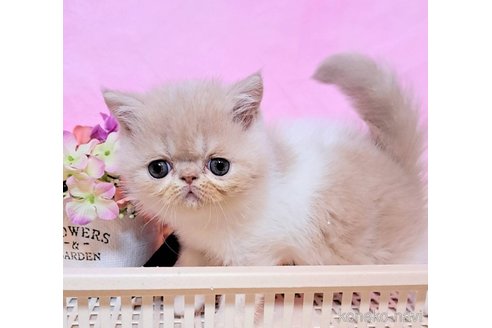 成約済の群馬県のエキゾチックショートヘア-98624の5枚目
