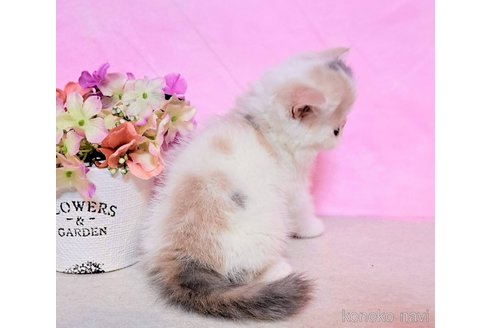 成約済の群馬県のエキゾチックショートヘア-98625の4枚目