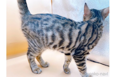 成約済の東京都のトイガー-86165の4枚目