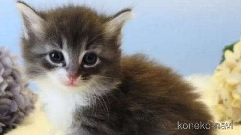 成約済の神奈川県のノルウェージャンフォレストキャット-98637の1枚目
