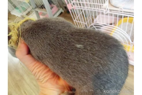 成約済の兵庫県のロシアンブルー-94080の2枚目