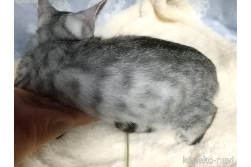 成約済の愛知県のミックス-96907の2枚目