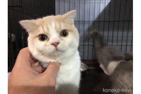 ホタテくん1枚目