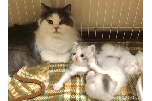 マスキュラーちゃん1枚目