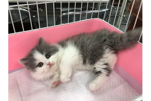 マスキュラーちゃん1枚目