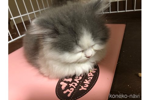 マスキュラーちゃん1枚目