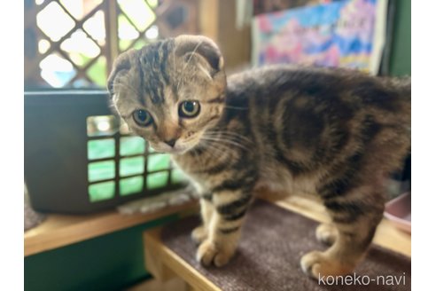成約済の千葉県のスコティッシュフォールド(折れ耳)-92239の7枚目