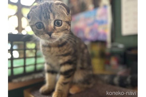 成約済の千葉県のスコティッシュフォールド(折れ耳)-92239の6枚目