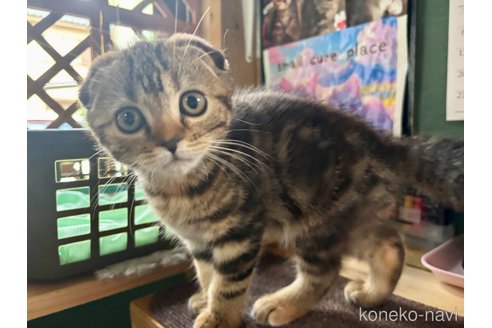 成約済の千葉県のスコティッシュフォールド(折れ耳)-92239の5枚目