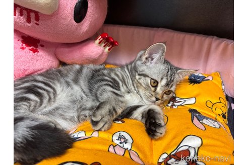 成約済の千葉県のスコティッシュフォールド-92233の7枚目