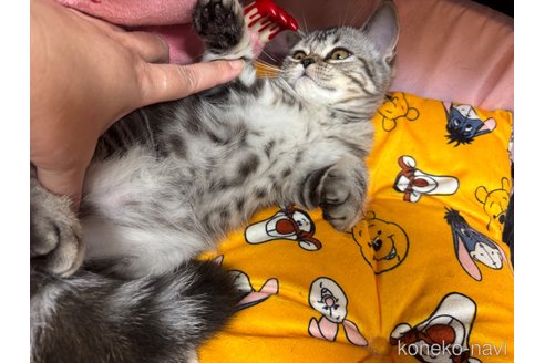 成約済の千葉県のスコティッシュフォールド-92233の6枚目