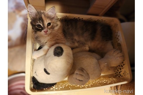 成約済の神奈川県のノルウェージャンフォレストキャット-95728の4枚目