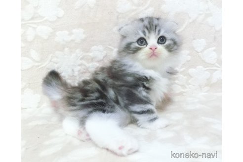 成約済の鹿児島県のスコティッシュフォールド-98684の5枚目