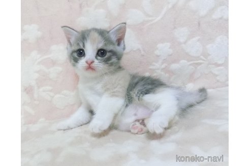 成約済の鹿児島県のスコティッシュフォールド-98686の4枚目