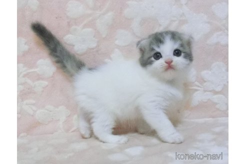成約済の鹿児島県のスコティッシュフォールド(折れ耳)-98688の4枚目