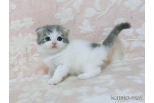 成約済の鹿児島県のスコティッシュフォールド(折れ耳)-98688の5枚目