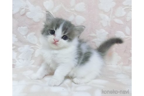 鹿児島県のスコティッシュフォールド｜男の子・2024/09/05生まれ