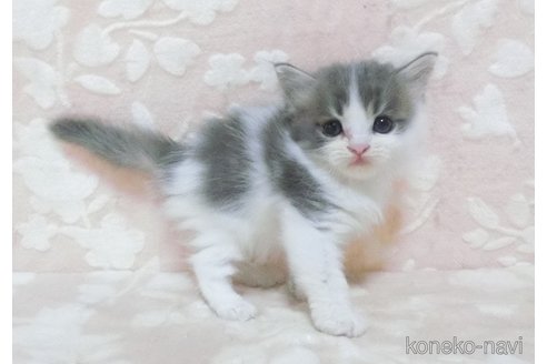成約済の鹿児島県のスコティッシュフォールド-98689の4枚目