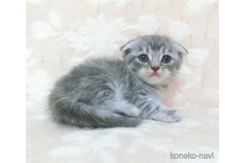 成約済の鹿児島県のスコティッシュフォールド(折れ耳)-98690の2枚目