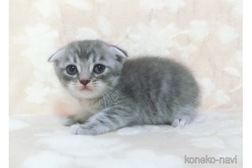 成約済の鹿児島県のスコティッシュフォールド(折れ耳)-98690の5枚目