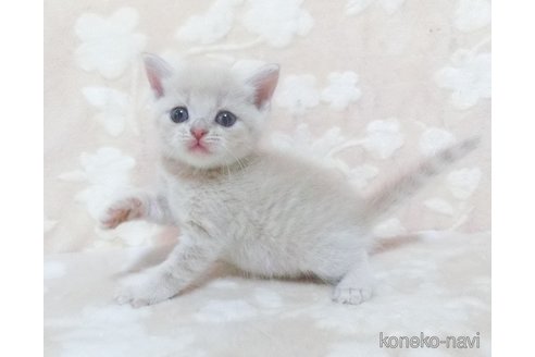 成約済の鹿児島県のスコティッシュフォールド-98692の3枚目