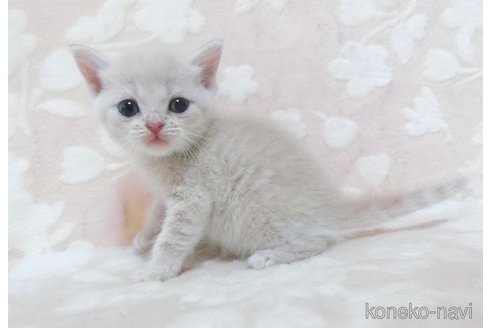 成約済の鹿児島県のスコティッシュフォールド-98692の5枚目