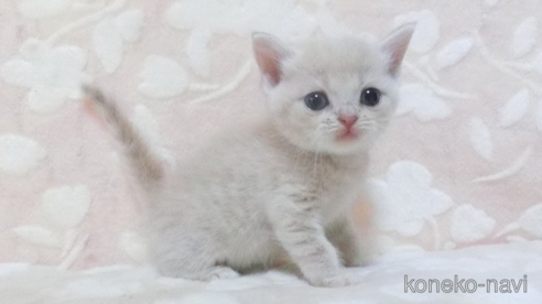 成約済の鹿児島県のスコティッシュフォールド-98692の2枚目