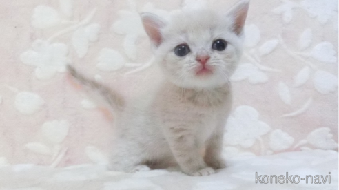 成約済の鹿児島県のスコティッシュフォールド-98692