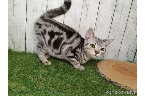 成約済の三重県のアメリカンショートヘア-89690の5枚目