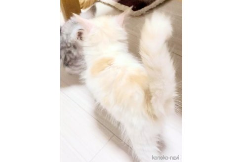 成約済の岡山県のメインクーン-96256の2枚目