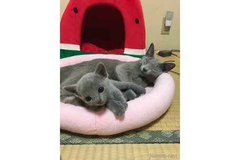 成約済の埼玉県のロシアンブルー-98444の5枚目
