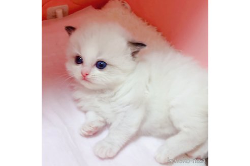 成約済の埼玉県のラグドール-98723の5枚目