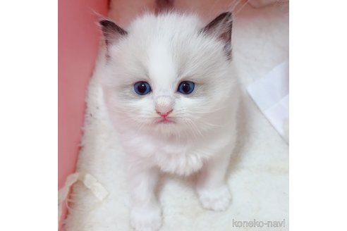 成約済の埼玉県のラグドール-98726の5枚目